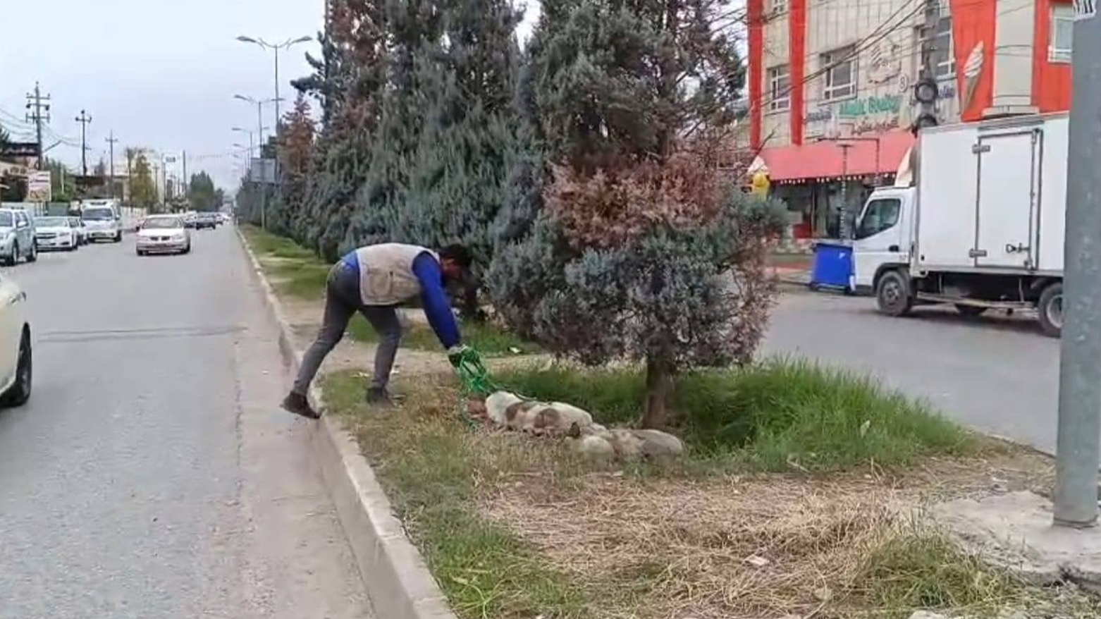 هەڵمەتی کۆکردنەوەی سەگە بێلانەکان لە هەولێر بەردەوامە