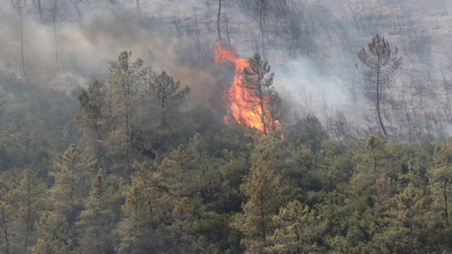 Kocaeli'de orman yangını