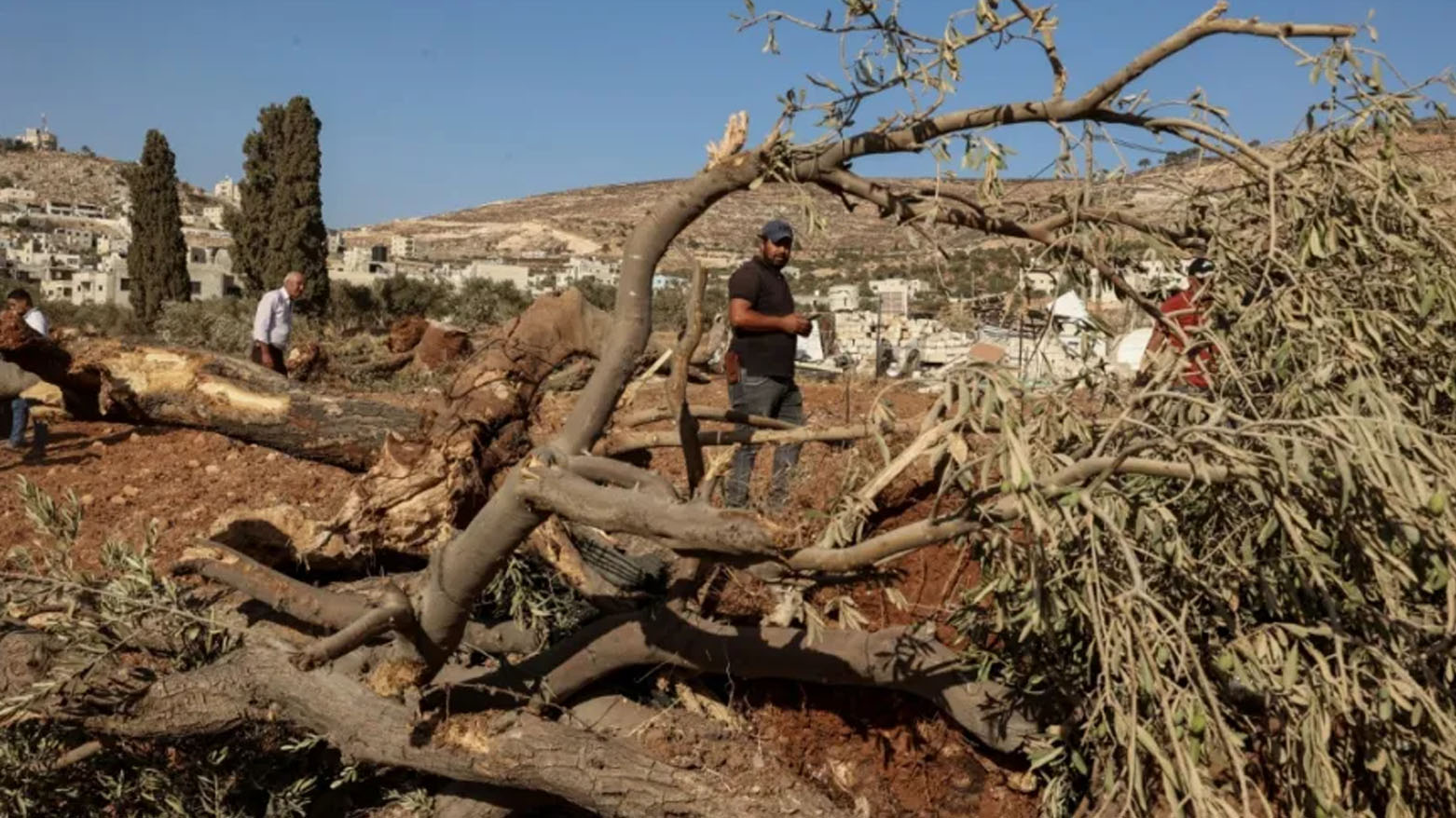 جرافات إسرائيلية تقتلع مئات الأشجار في قرية فلسطينية بالضفة الغربية
