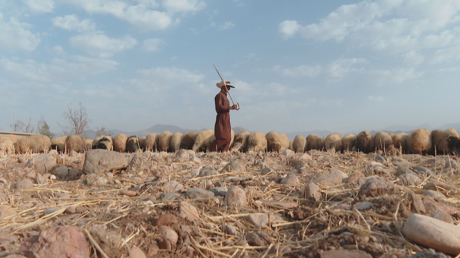 لە راپەڕین شوانی مه‌ڕ و ماڵات دەست ناكەوێت؛ "کەس ئامادە نییە ئەم کارە بکات"