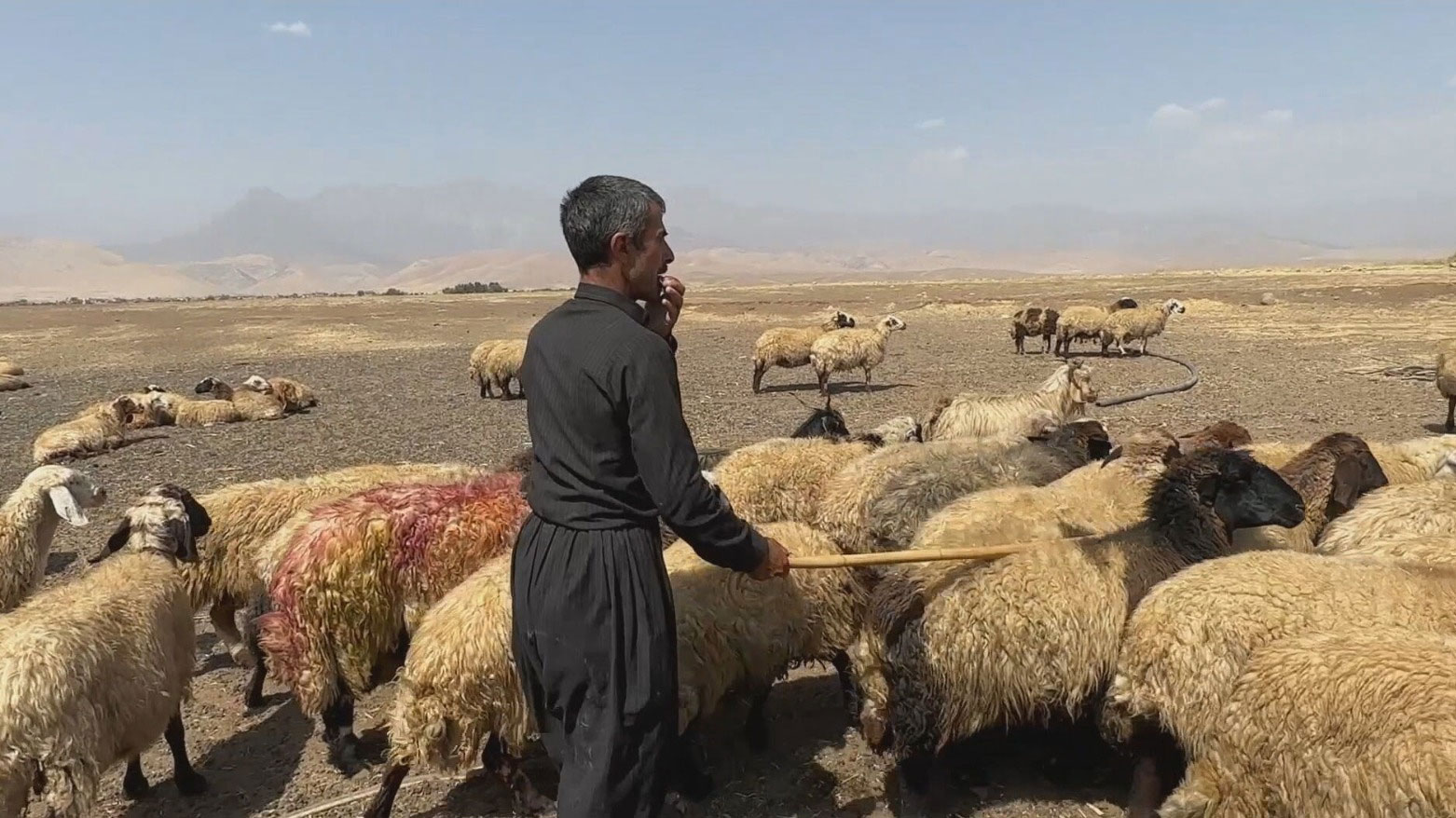تقرير صحفي: مهنة الرعي في كوردستان تواجه تحديات كبيرة