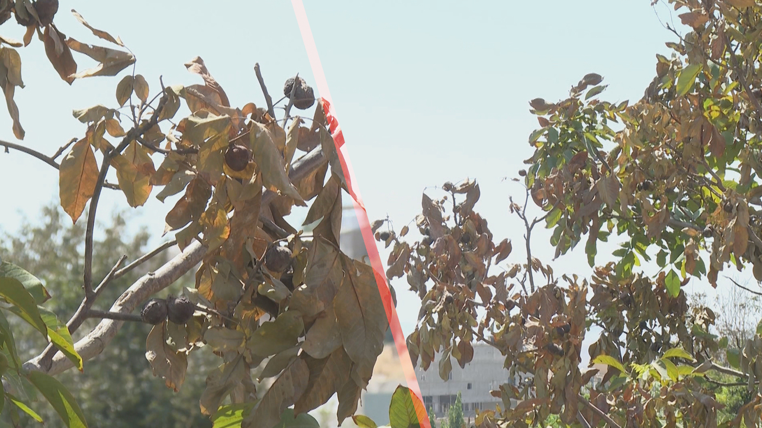 بەرزبوونەوەی پلەی گەرما دار گوێزەکانی ئاکرێی وشککردووە