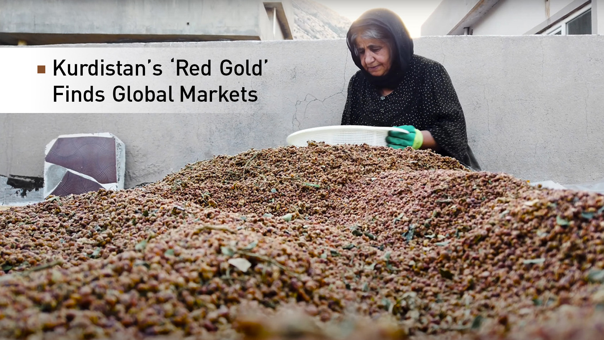 The photo shows a Kurdish elder cleaning and inspecting her sumac harvest. (Videograb: Kurdistan Chronicle)