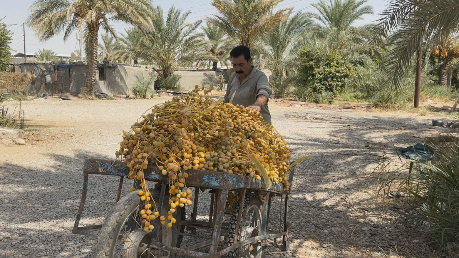 من مستهلك إلى منافس.. بساتين النخيل تزدهر في كرميان
