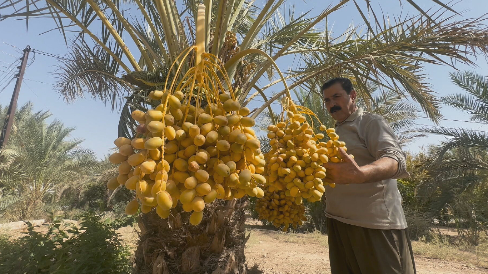 جووتیارێک: باشترین جۆری خورما لە گەرمیانە و بەرهەمەکەشی پێش بەرهەمی دیالە پێدەگات