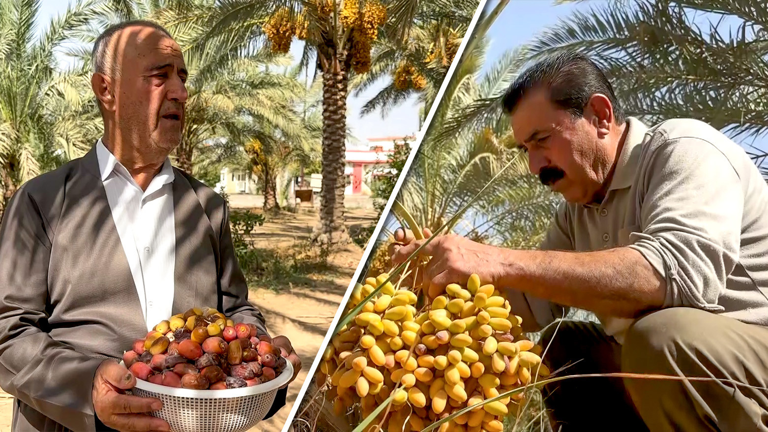 Kurdish date farmers tending their palms in Garmiyan. (Photo: Kurdistan24)