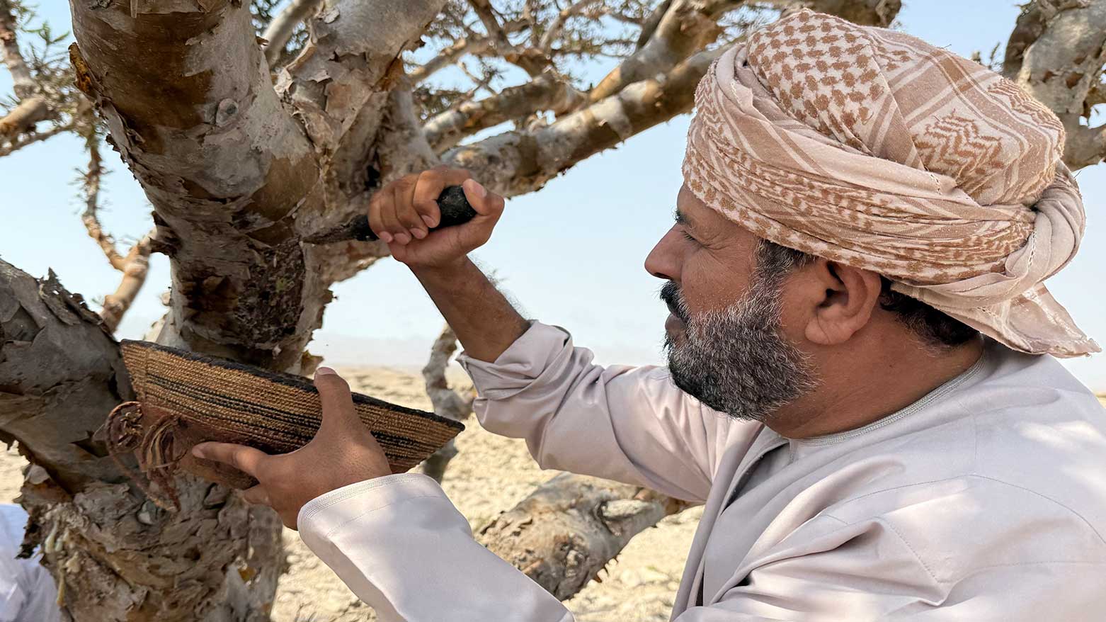 Oman’s “White Gold”: Frankincense Trees of Dhofar Sustain Centuries-Old Trade