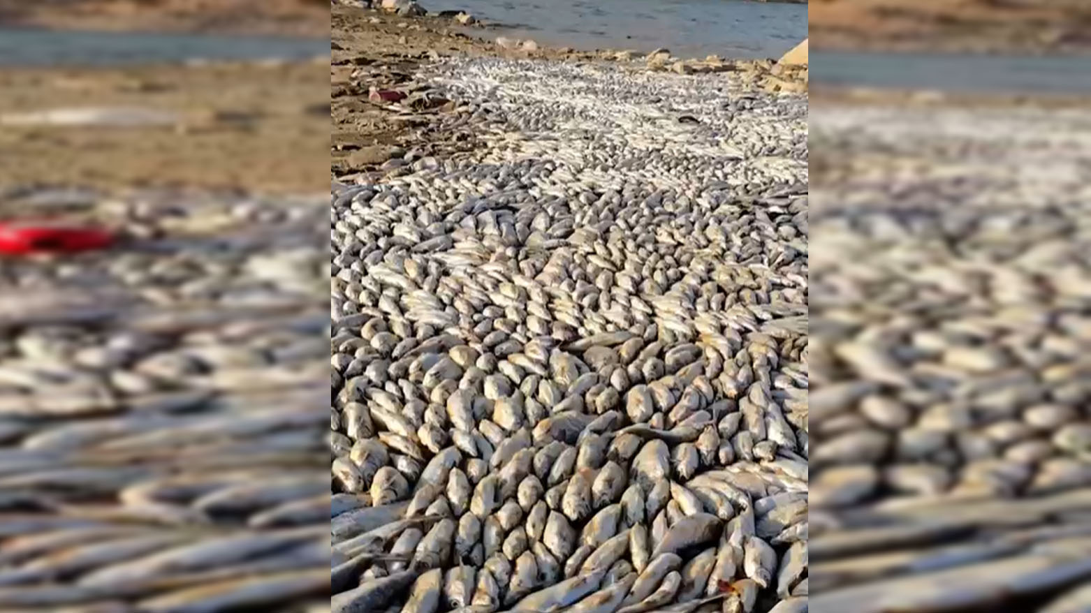 لە دەریاچەی دەربەندیخان نزیکەی شەش هەزار ماسی مرداربوونەتەوە