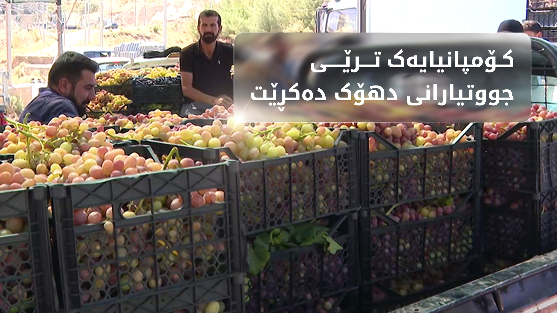 کۆمپانیایەک ترێی دهۆک دەکڕێت و دەیکاتە 'شەربەت'