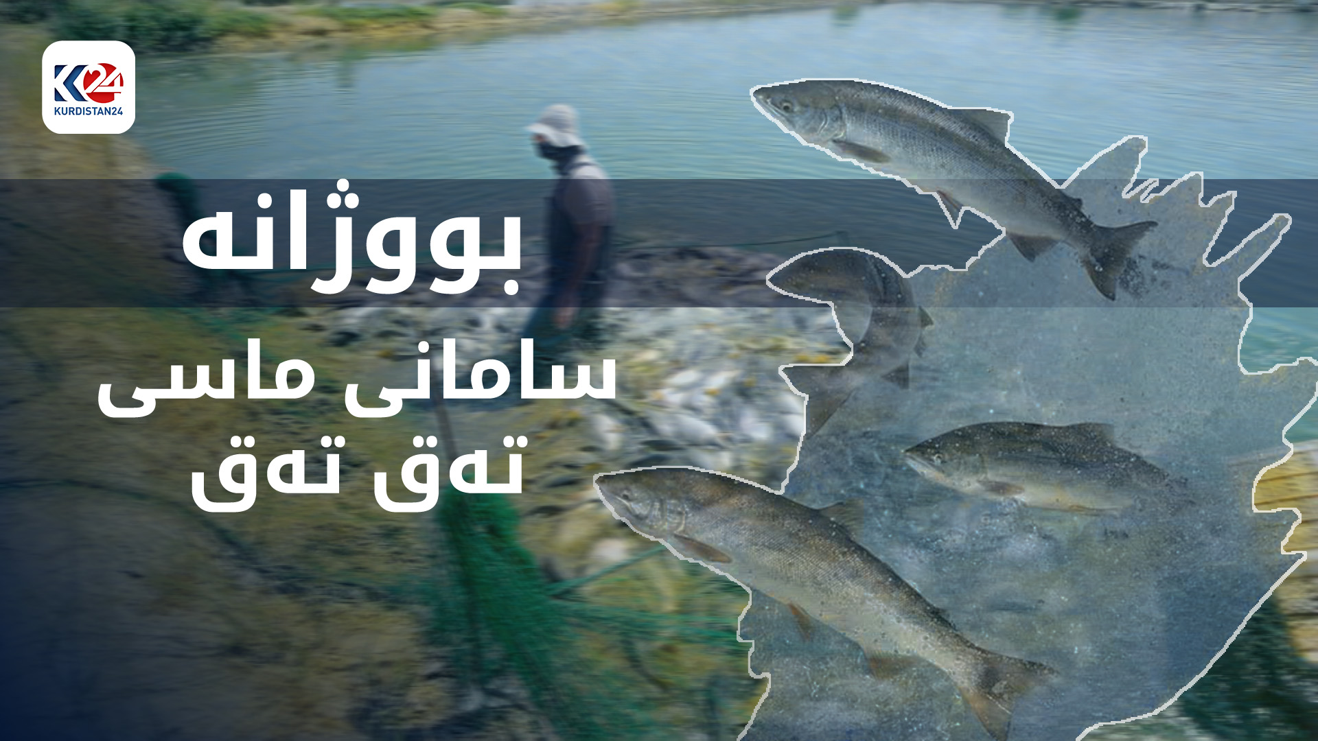 سامانی ماسی تەق تەق