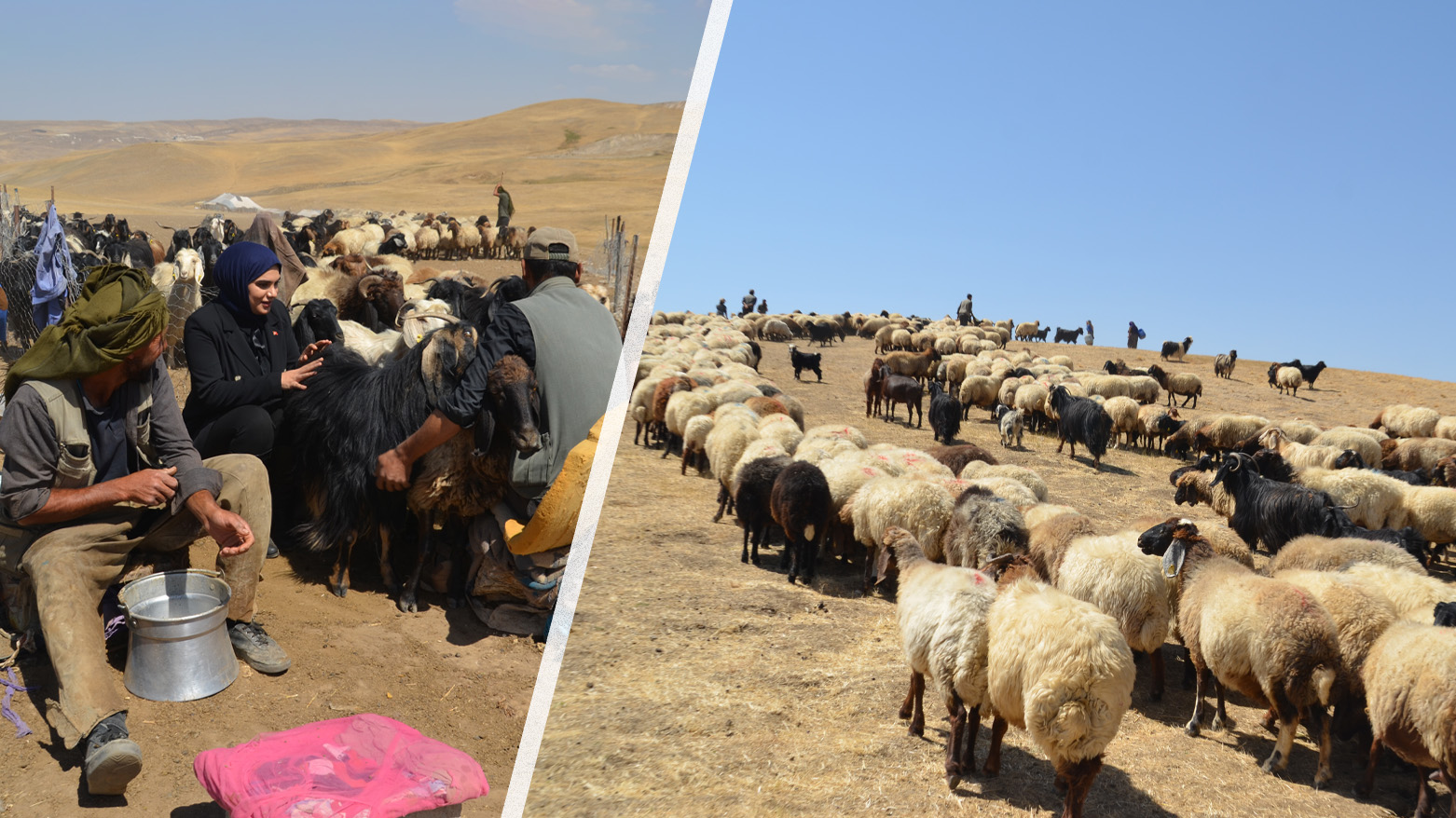 گەڕانەوەی ڕەوەندەکانی مووشی باکووری کوردستان