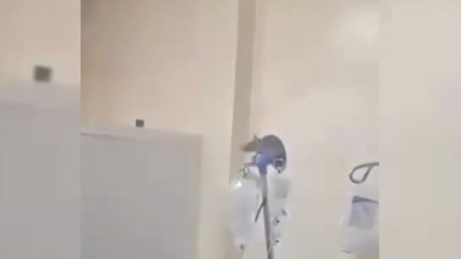 ڕۆژانە مشک لەنێو ژووری نەخۆشخانەکانی عێراق تەڕاتێن دەکەن