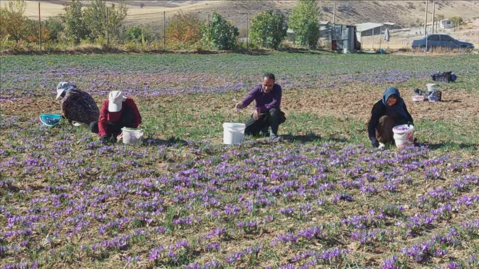 "الذهب الأحمر" في كرمنشاه.. زراعة الزعفران تزدهر وتُحقق قفزة نوعية في شرق كوردستان