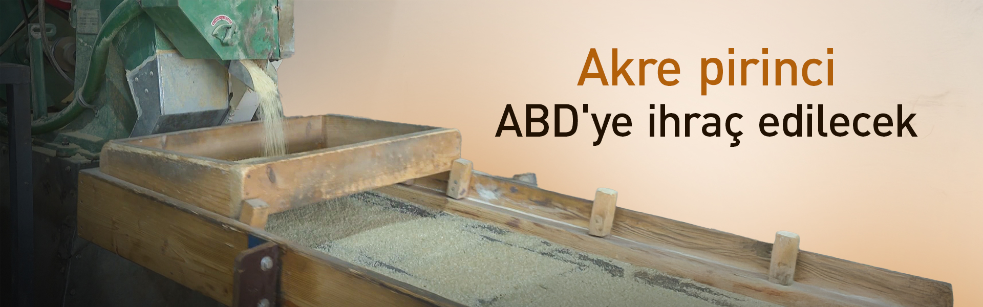 Bu yıl Akre pirinci ABD'ye ihraç edilecek