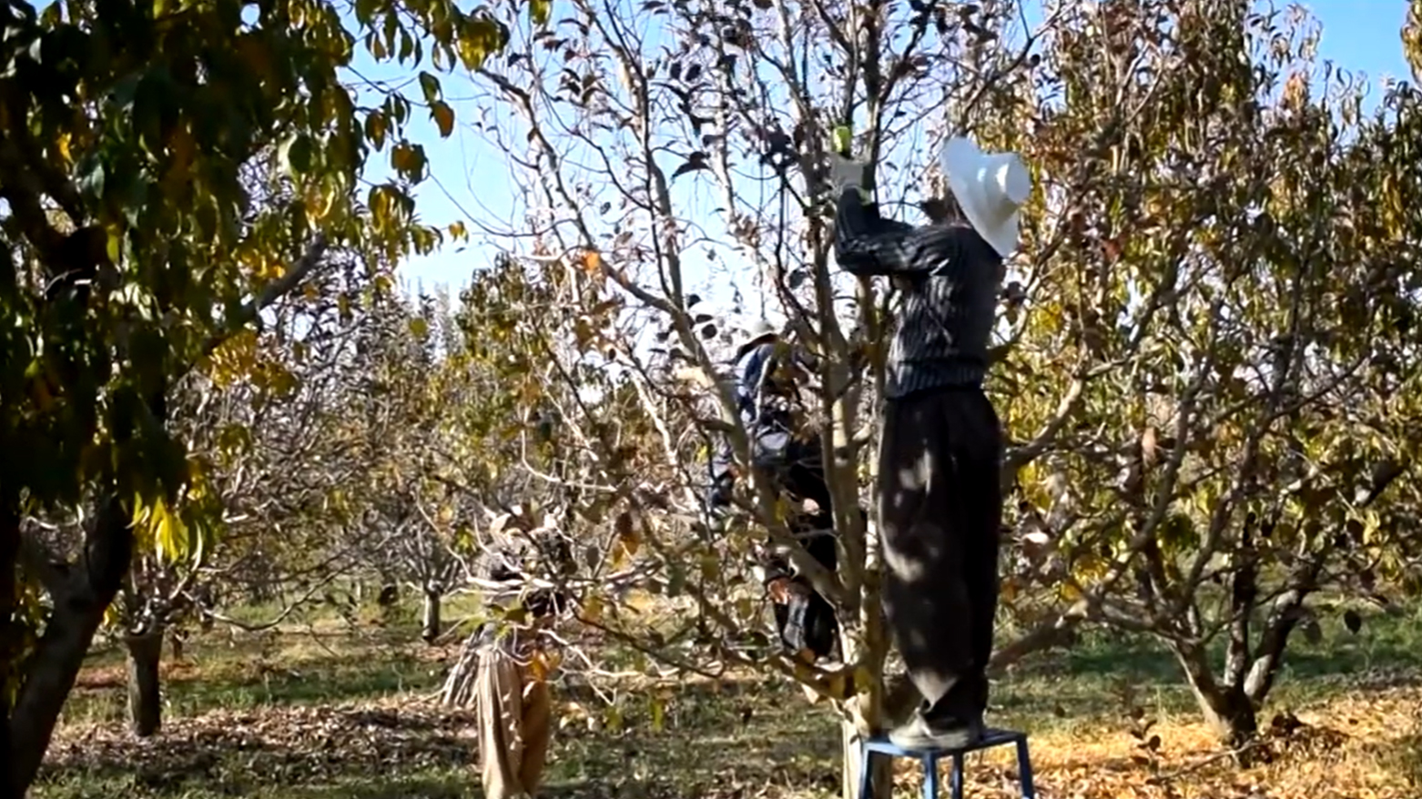 ڕۆژهەڵاتی کوردستان، دەستپێکردنی وەرزی هەڵپاچینی داری باخەکان