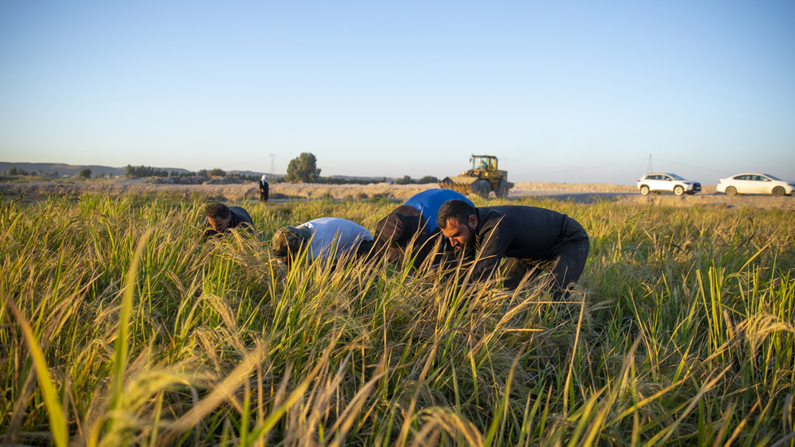 دروێنەی برنج لە خەبات