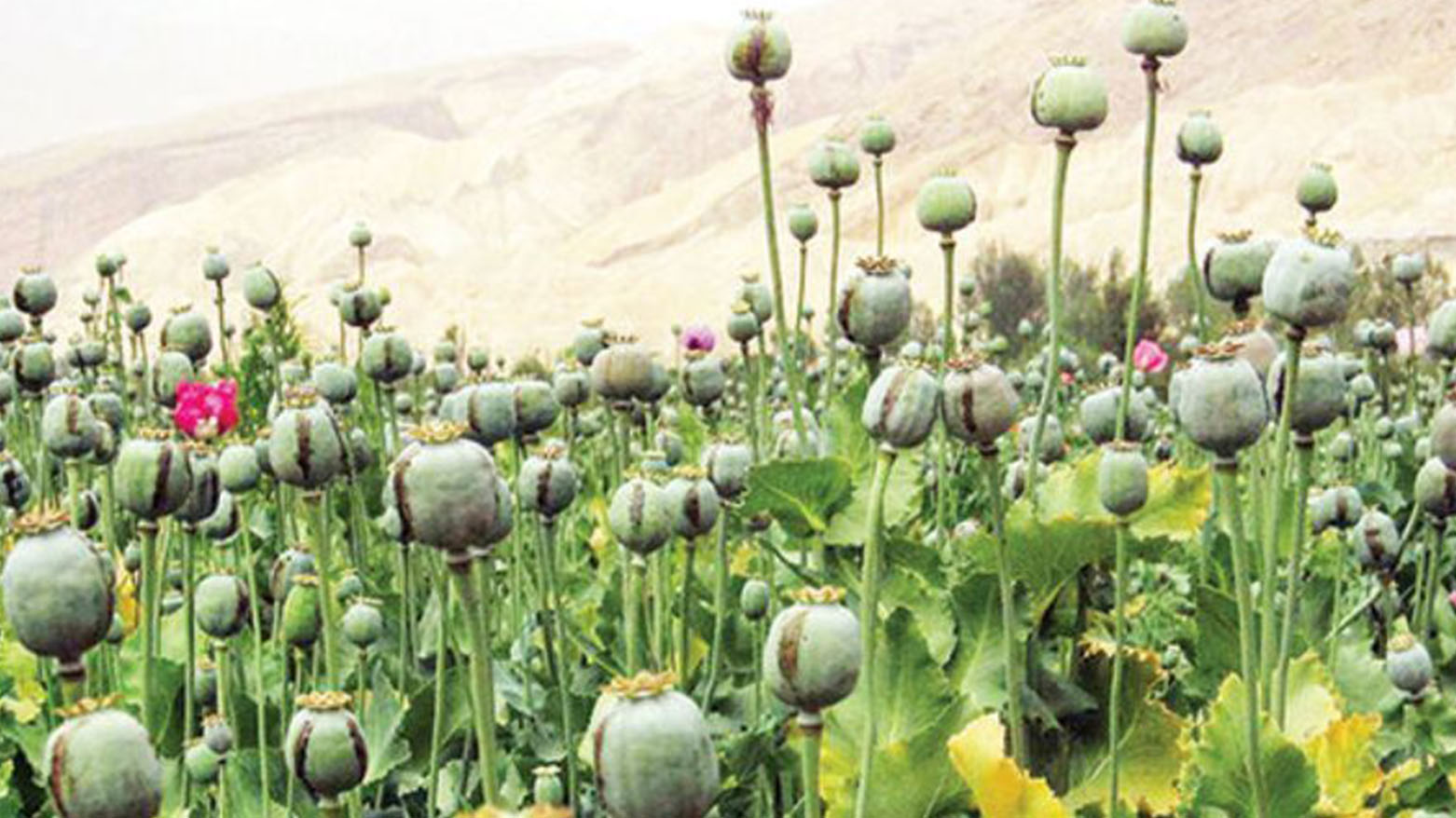 وزیر بهداشت ایران خواستار «قانون‌گذاری برای کشت تریاک» شد