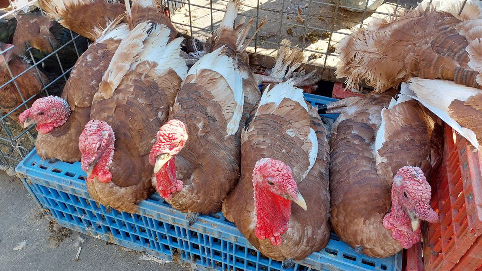 سلێمانی..نرخی جووتێک قەل بۆ 120 هەزار دینار بەرزبووەتەوە