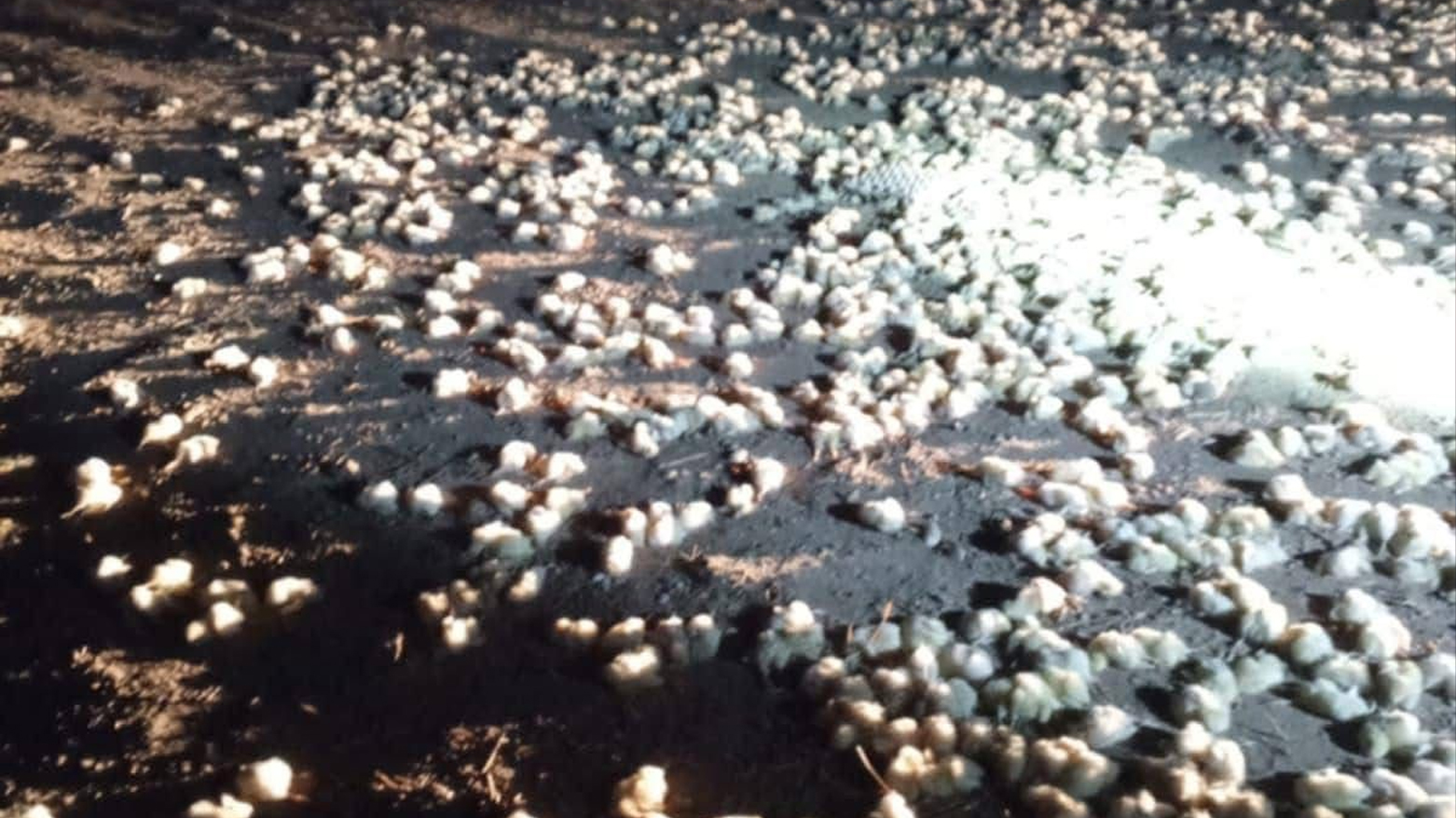 کوردستان24 هۆکاری فڕێدانی هەزاران جوچک ئاشکرا دەکات و قایمقامی پشدەریش ڕوونکردنەوە دەدات