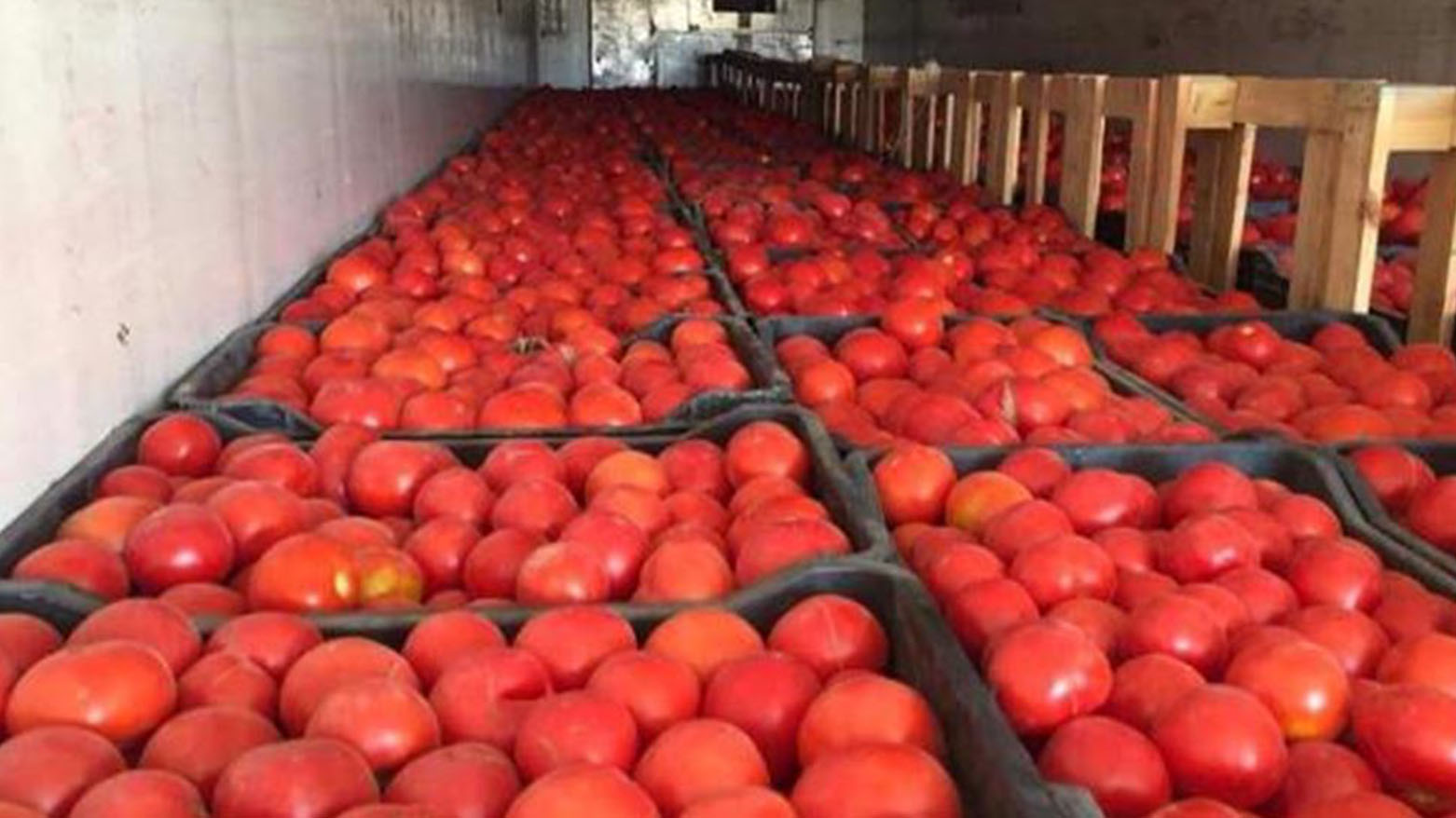 مزارعو النجف قلقون من استيراد الطماطم الذي يهدد محاصيلهم