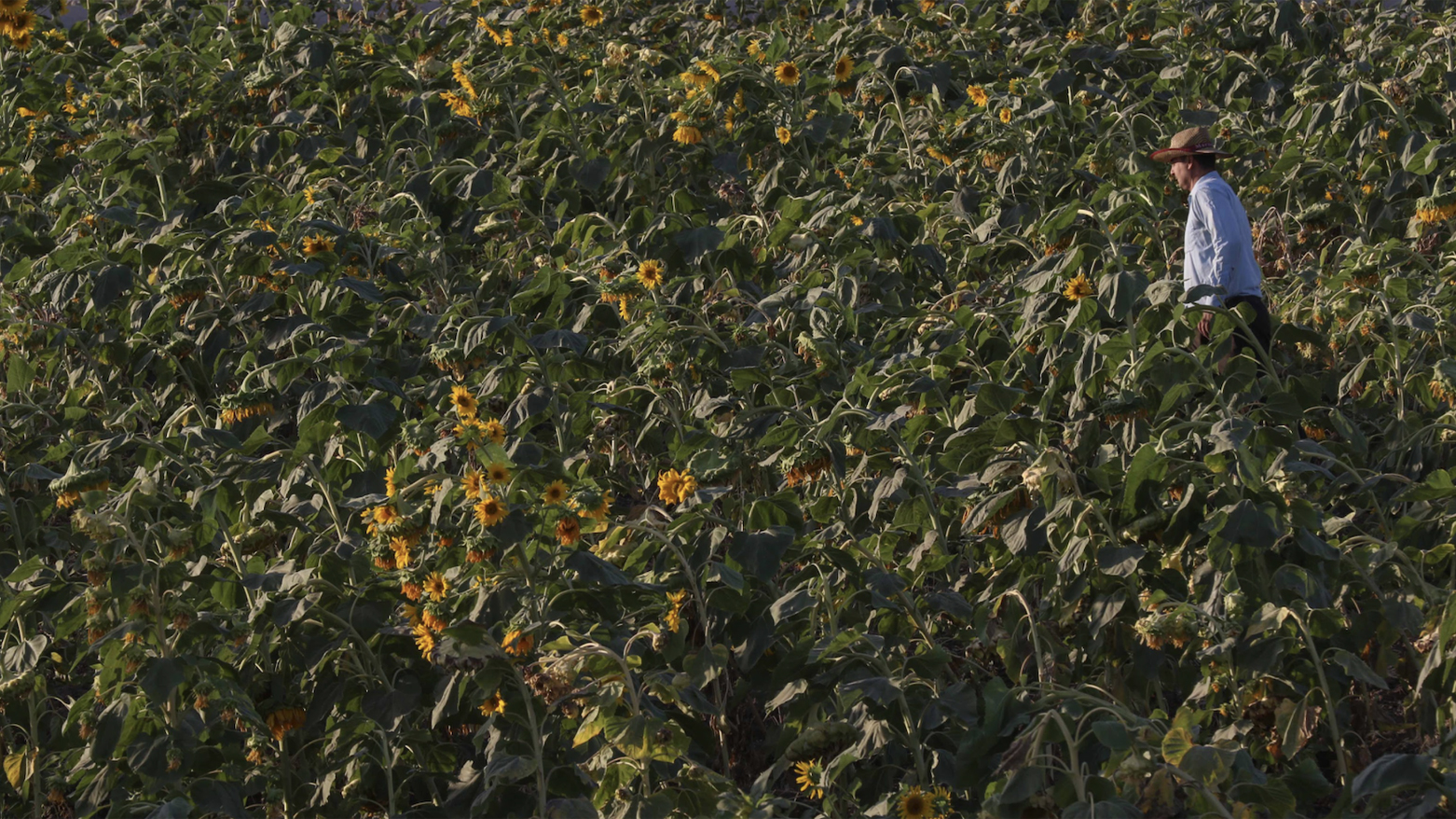 مزرعه آفتابگردان در اقلیم کردستان