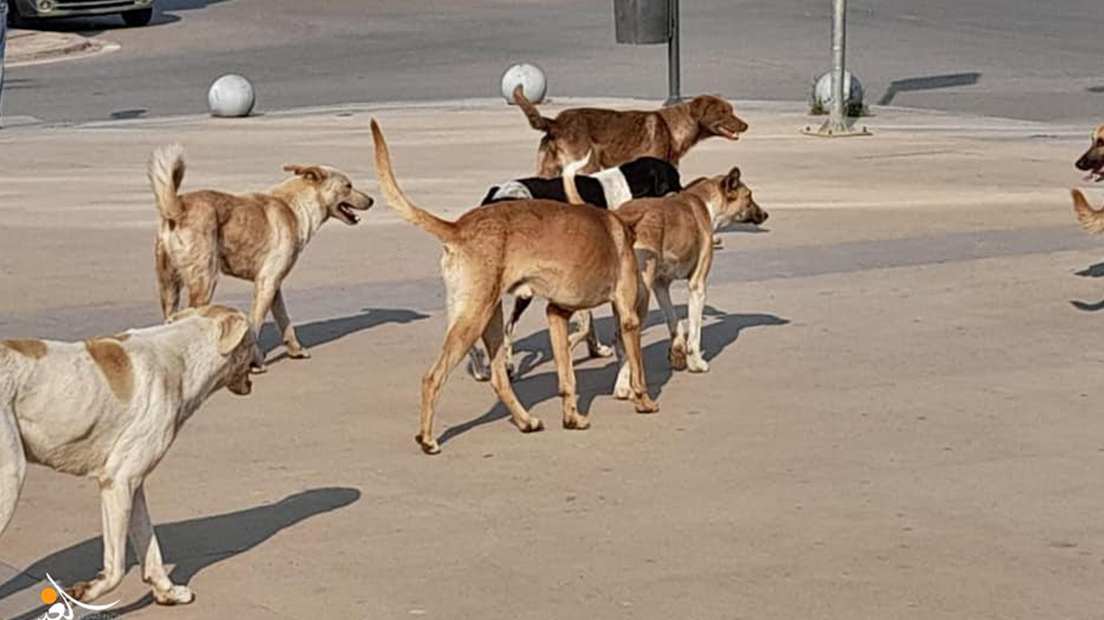 مەترسییەکانی سەگە بێلانەکانی بەسرە گەیشتووەتە هێڵی سوور