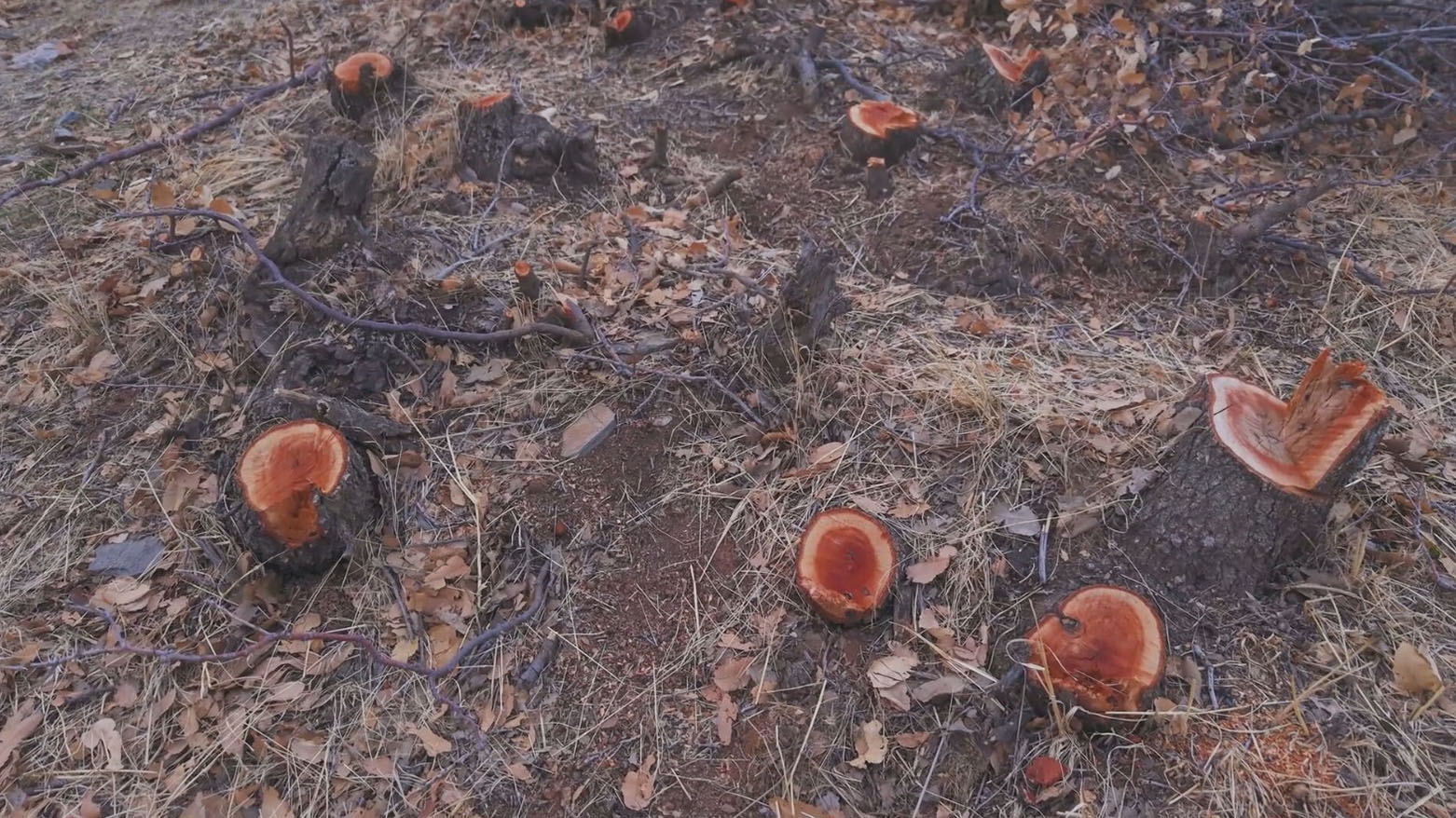 معاول "التحطيب الجائر" تغتال غابات زاگروس.. وسكان شرق كوردستان يهددون بحمايتها بـ"الدم"