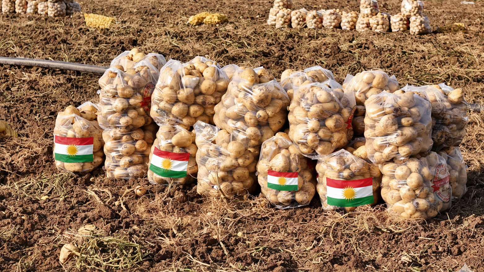 دعماً للمنتج المحلي.. دهوك تحتض مهرجاناً للبطاطا غداً الاثنين