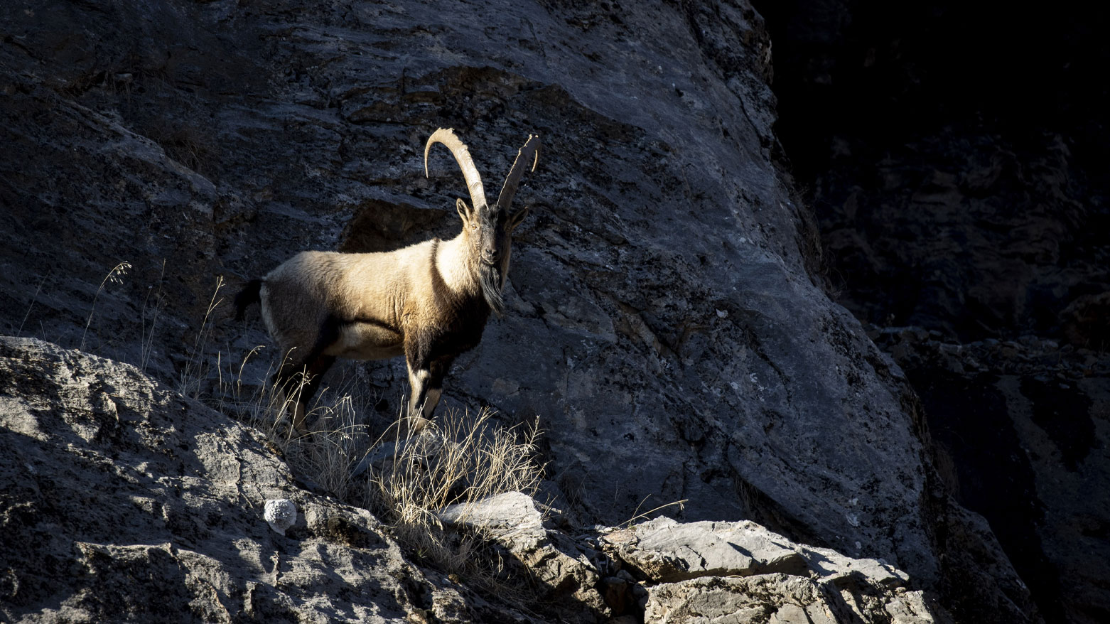بزنە کێوییەکانی باکووری کوردستان