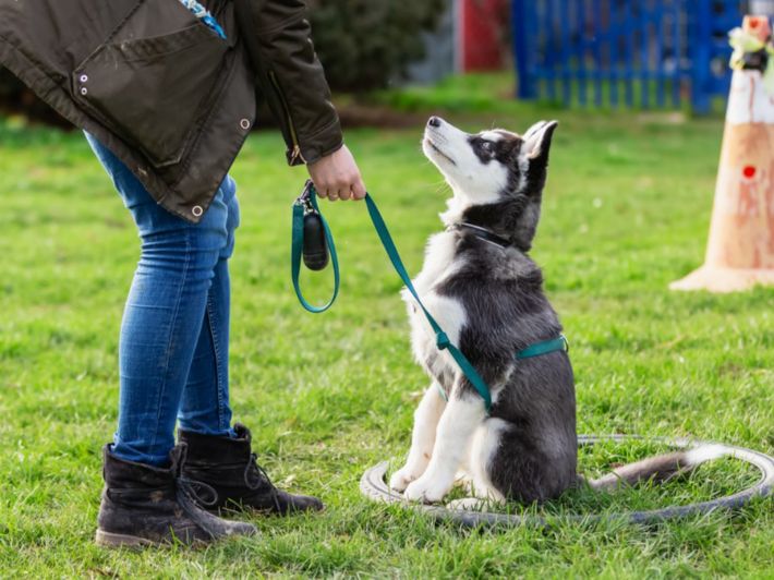 توێژینەوەیەک: بەخێوکردنی سەگ کاریگەریی ئەرێنی لەسەر لایەنی دەروونی و هاوسۆزیی مرۆڤ هەیە