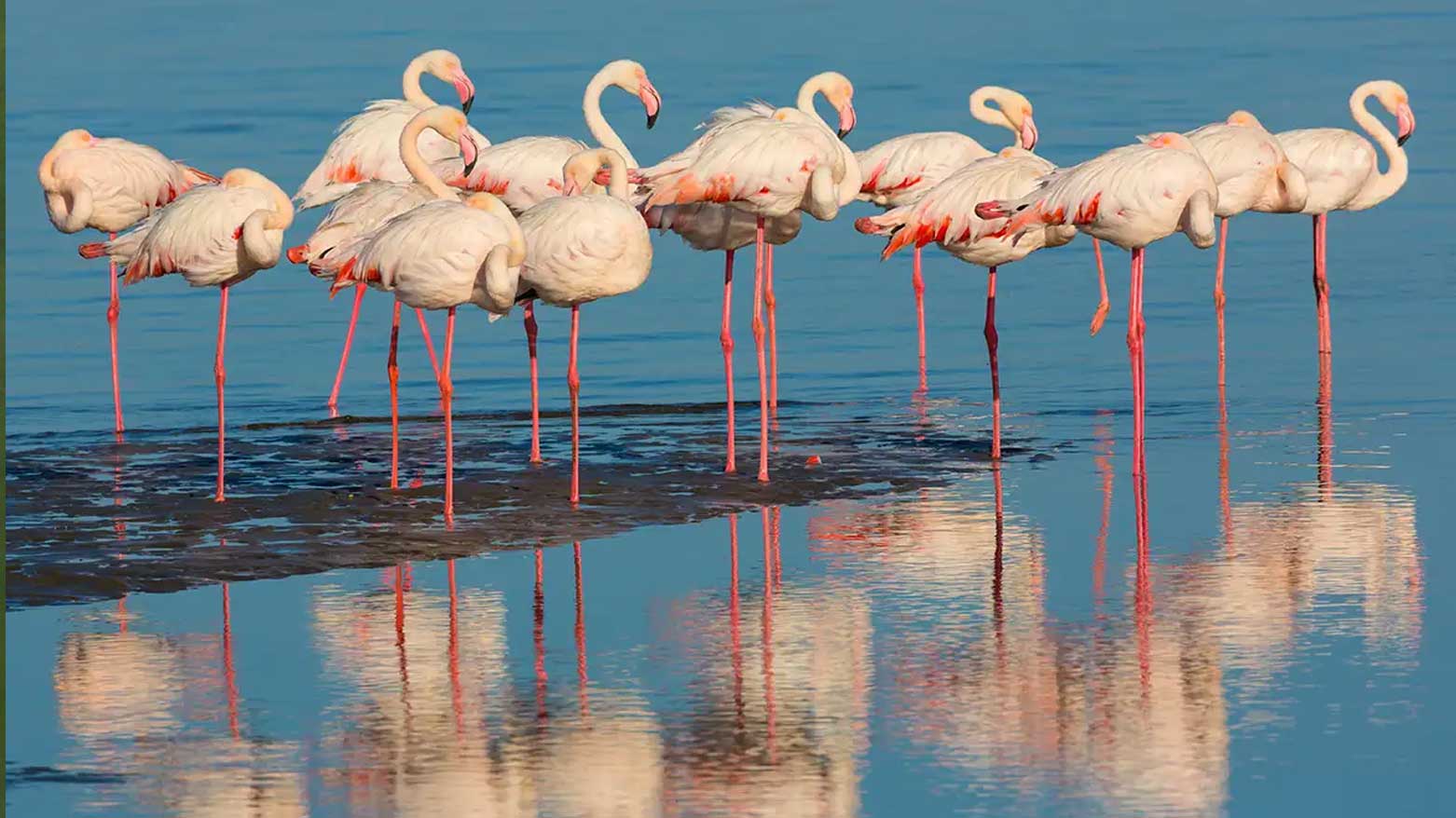 نەغەدە میوانداریی فلامینگۆکان دەکات