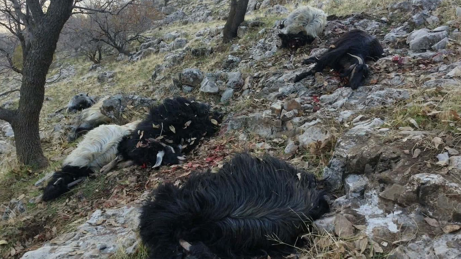 پشدەر.. بەهۆی تەقینەوەی مینێک  25 سەر ئاژەڵ مردار بوونەوە