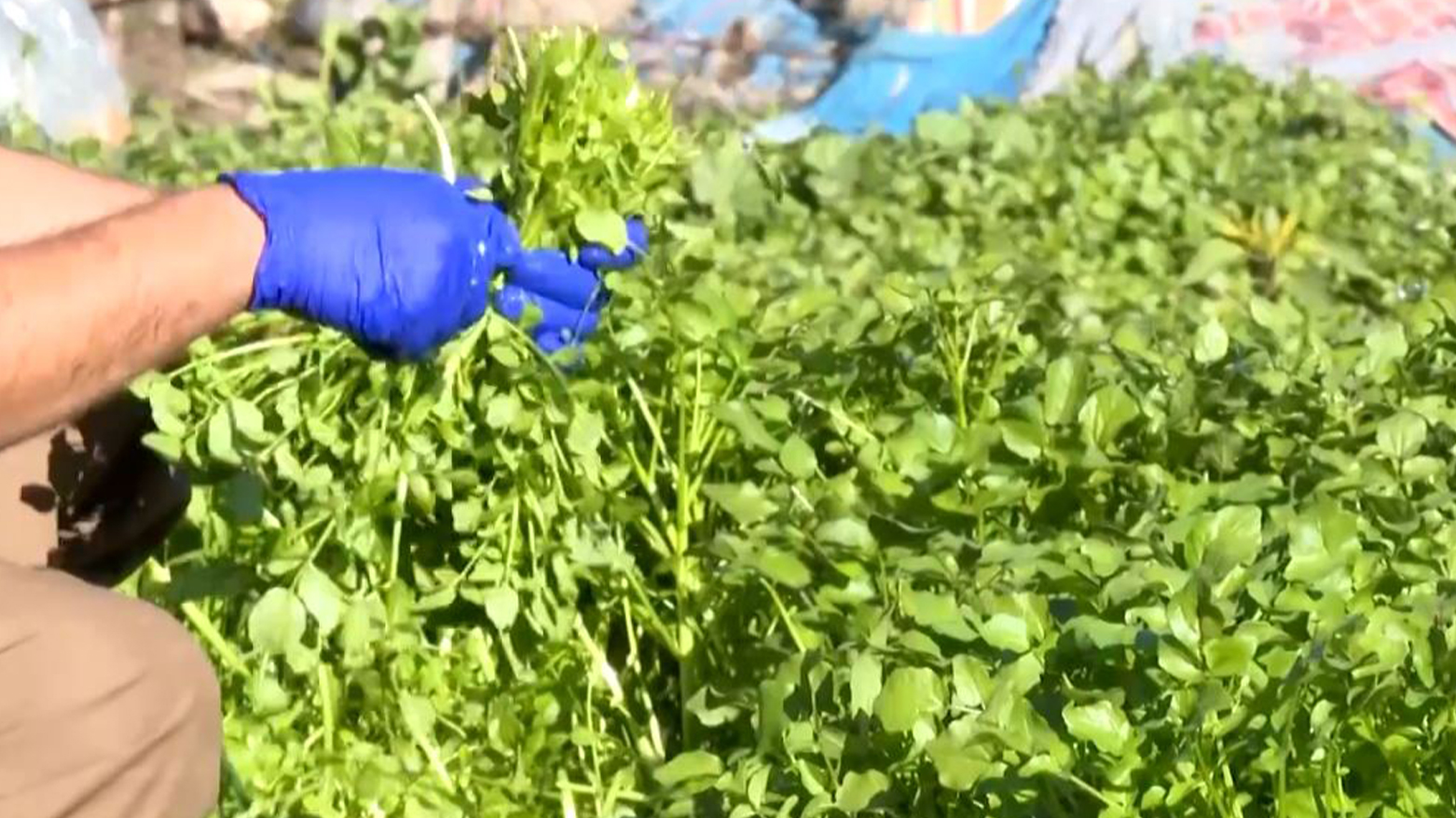 لە ئاکرێ ڕۆژانە 50 تۆن کوزەڵە ڕەوانەی بازاڕەکانی کوردستان دەکرێت