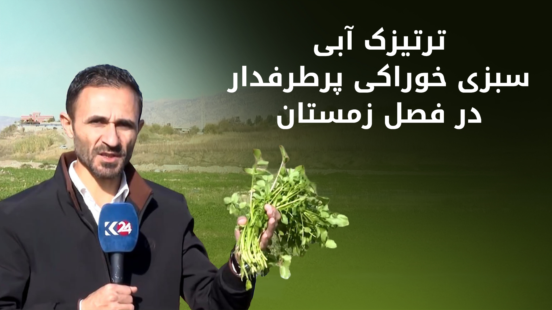 کشاورزان آکری هر روز ده‌ها تُن ترتیزک آبی وارد بازار می‌کنند