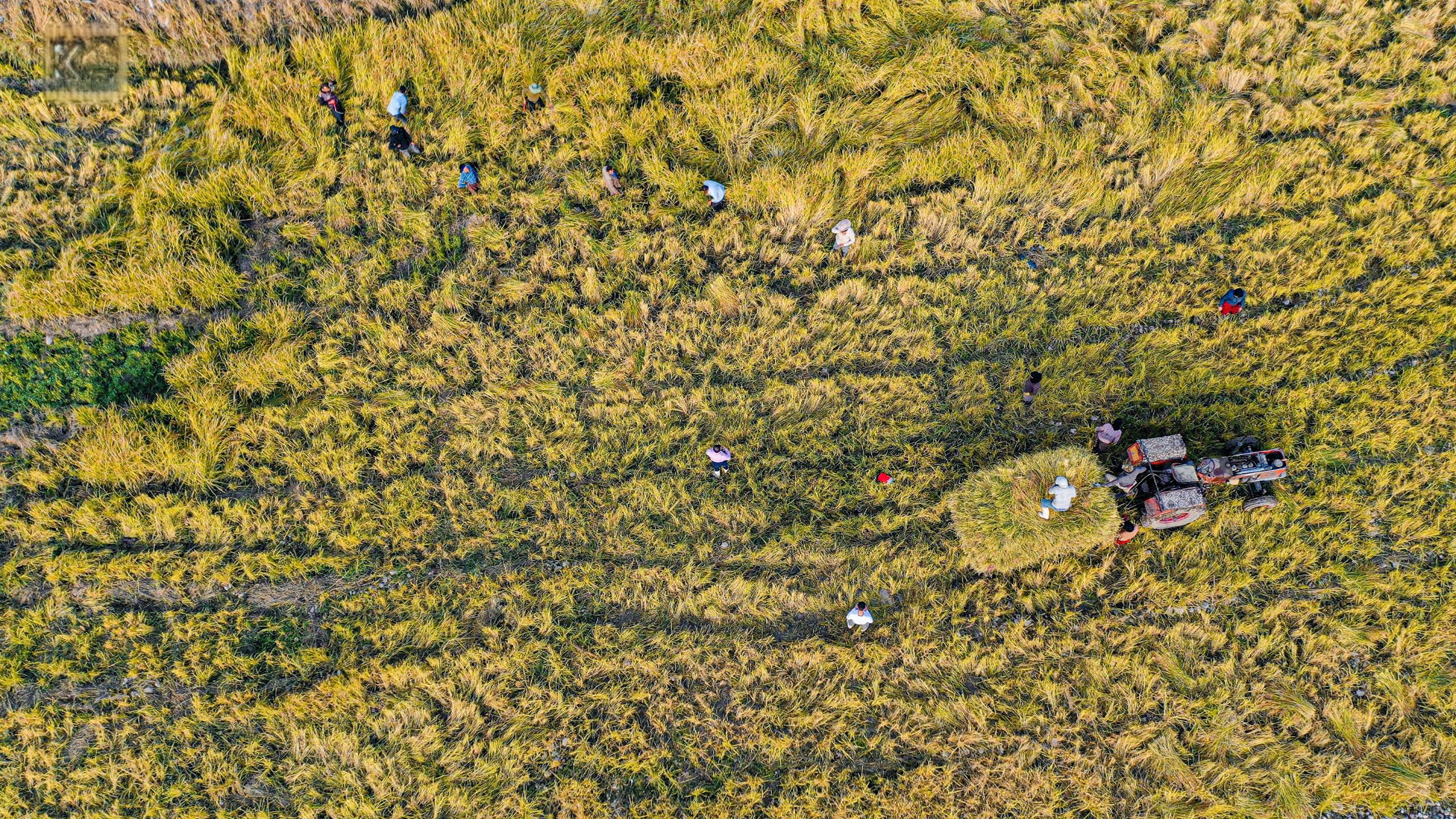 Farmers in Akre harvest rice during the season. (Photo: Kurdistan24)