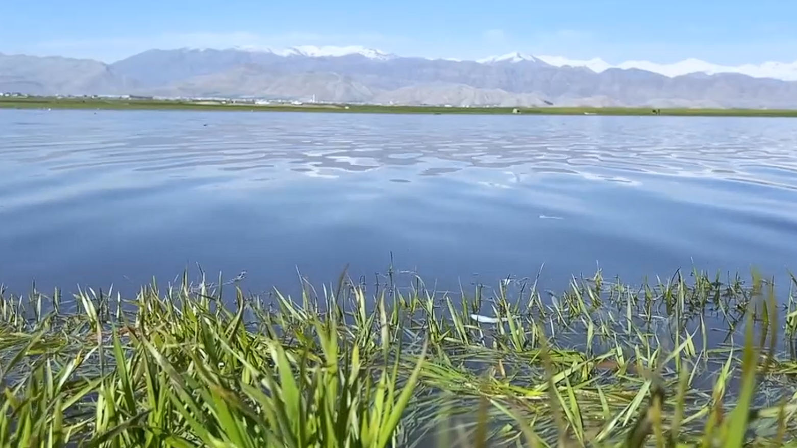 بحيرة دوكان تبتلع حقول "الذهب الأصفر".. فرحة بالارتفاع ومخاوف من غرق المحاصيل
