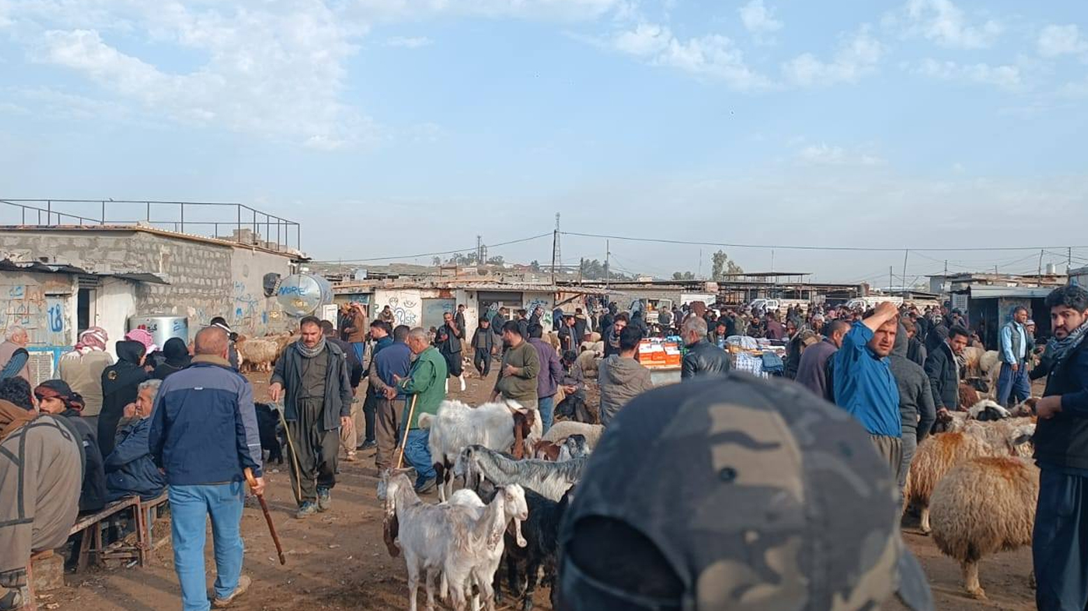 کشتوکاڵی هەولێر: سەربڕینی ئاژەڵ لە ناو مەیدانەکان بە هەموو شێوەیەک قەدەغەیە