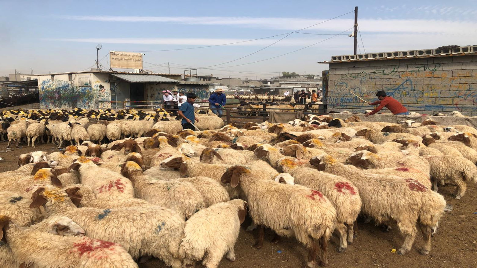 جەنگی ئێران کاریگەری لەسەر بازاڕی مەیدانی ئاژەڵان دروستکردووە