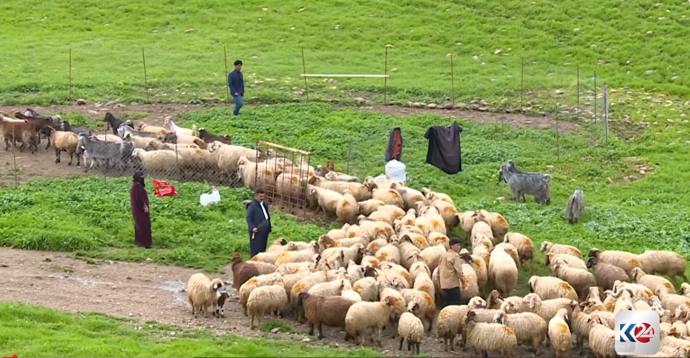 من مراعي اربيل إلى موائد بغداد.. انتعاش قطاع الألبان في كوردستان وسط تحديات سد الفجوة الإنتاجية 