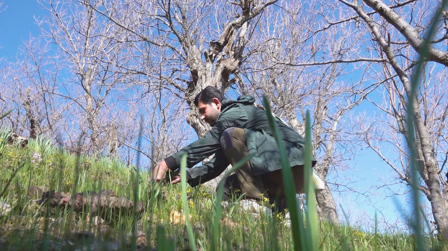 حصاد الربيع في جبال كوردستان: متعة البحث عن الأعشاب البرية ومخاوف من اندثارها بسبب القطف الجائر 