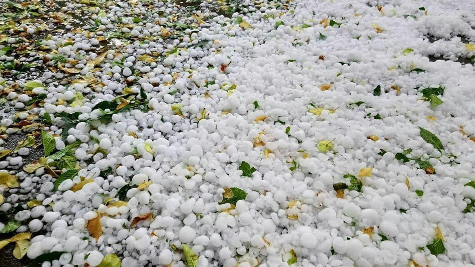 تەرزە زیانی بەر کشتوکاڵ گەیاندووە(ئەرشیف)