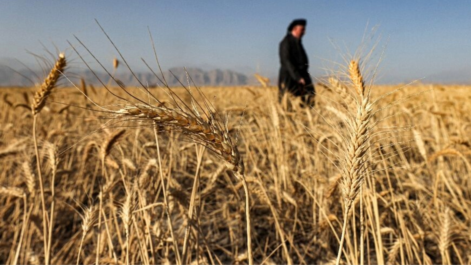 جووتیارێکی هەرێمی کوردستان لە نێو کێڵگە گەنمەییەکەیدا (ئەرشیف)