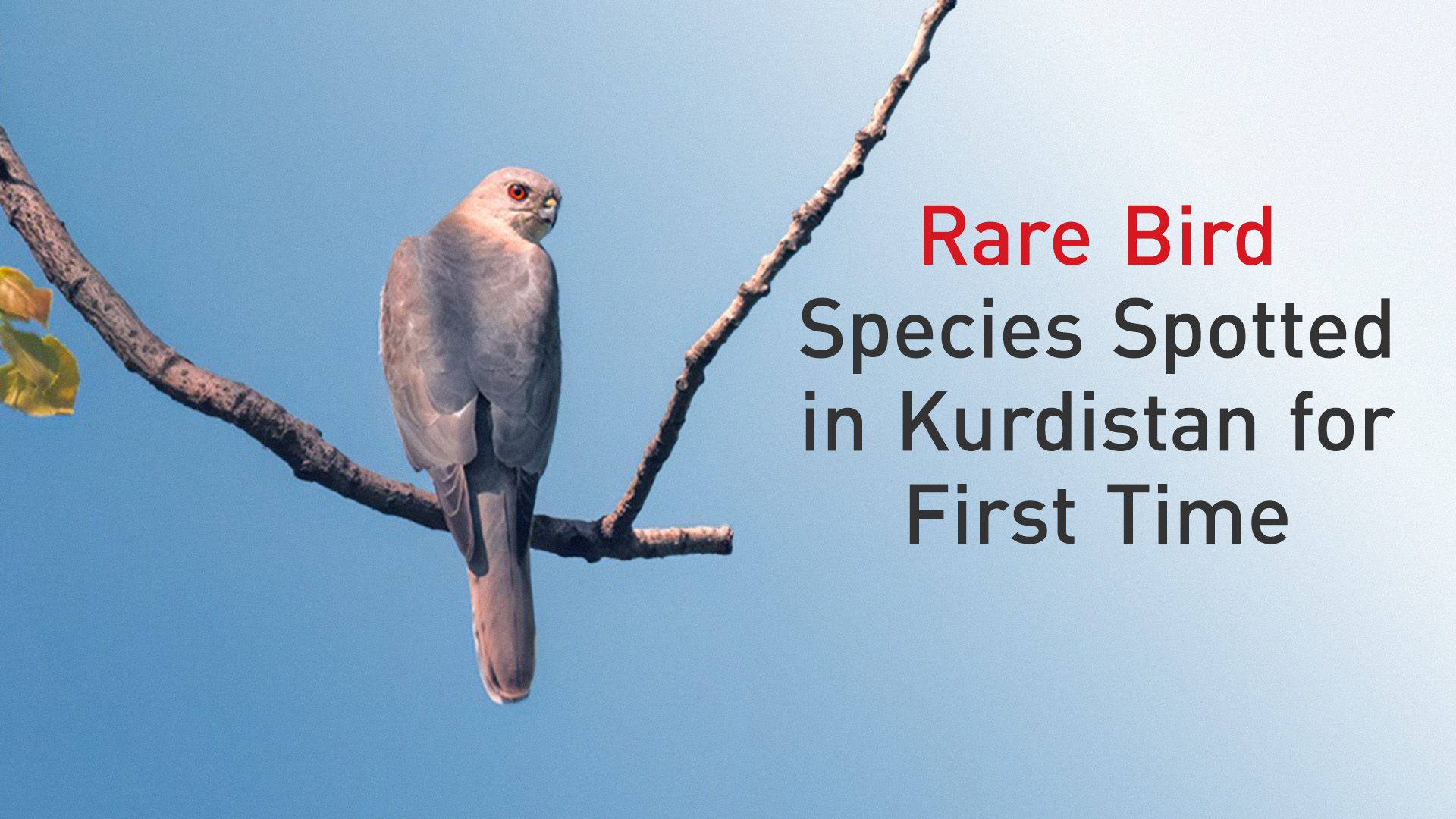 Photo shows first recorded sighting of the Shikra bird in Kurdistan Region's Barzan area by Wildlife Photographer Sabr Dri. (Photo: Sabr Dri/Instagram)