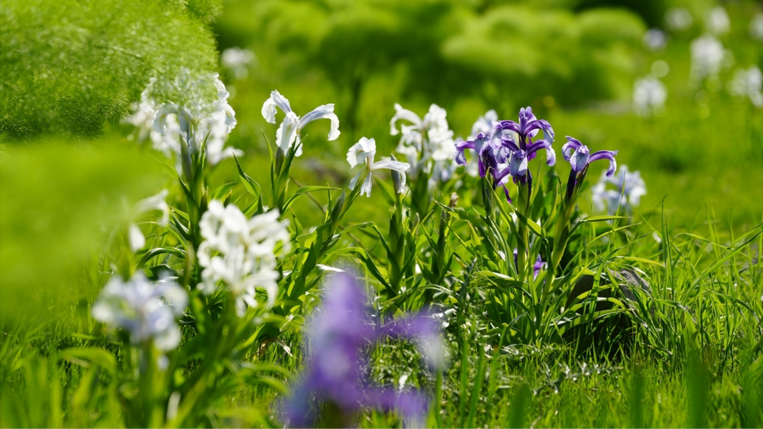 هه‌كاری.. سروشت بە گوڵە رەنگاوڕەنگەکان رازاوه‌ته‌وە