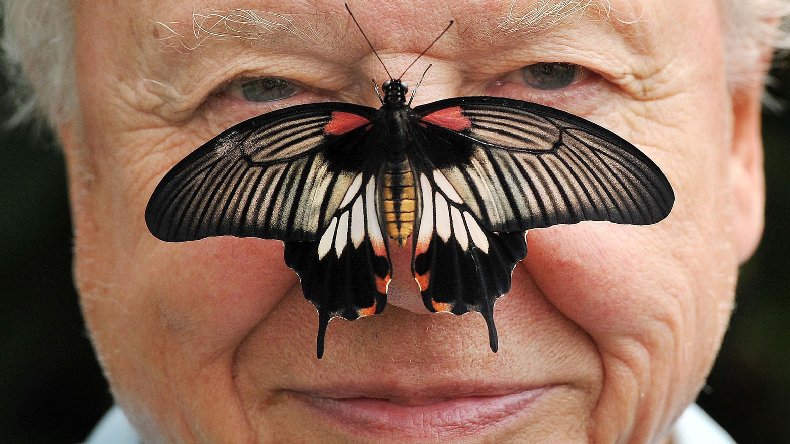 Butterfly Conservation President Sir David Attenborough poses for a photo with a south east Asian Great Mormon Butterfly on his nose, as he launches the Big Butterfly count at London Zoo, July 11, 2012. (John Stillwell/PA via AP)