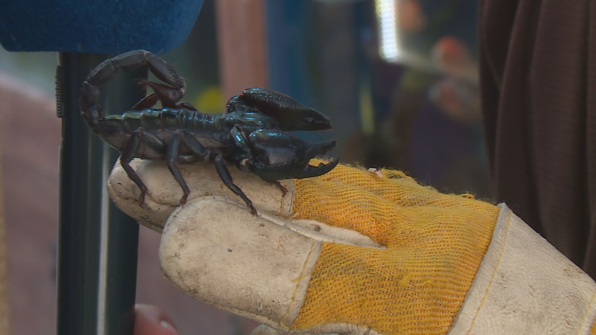 Erbil Hobbyist Claims Scorpion Venom Worth Millions