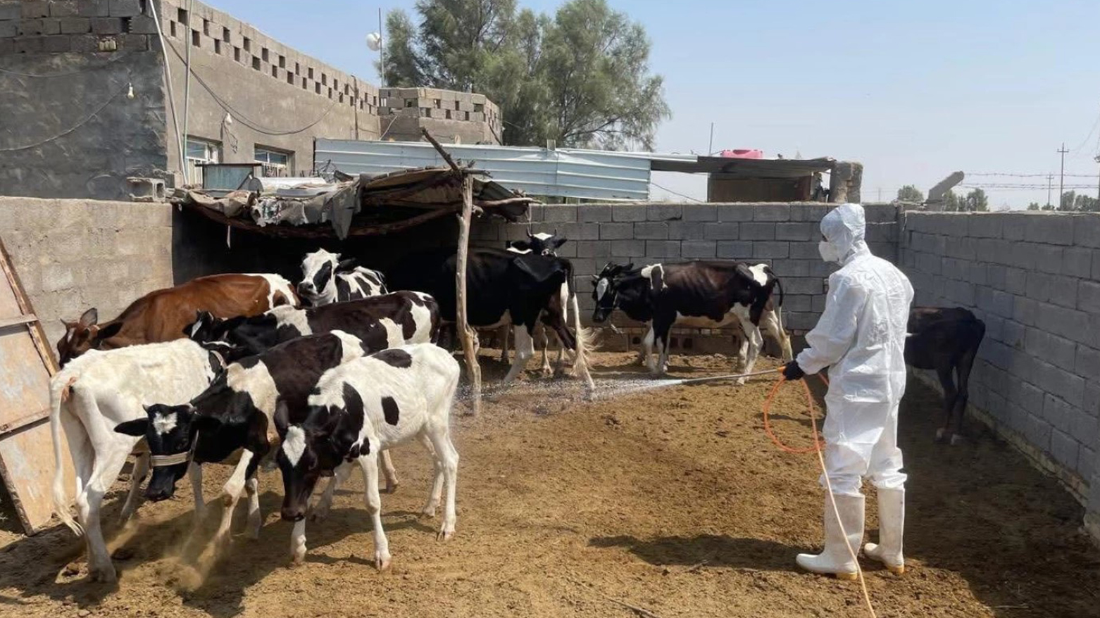 لە دیالە 4 حاڵەتی تای خوێنبەربوون تۆمار کراوە و ٣ ناوچەش کەرەنتین کران