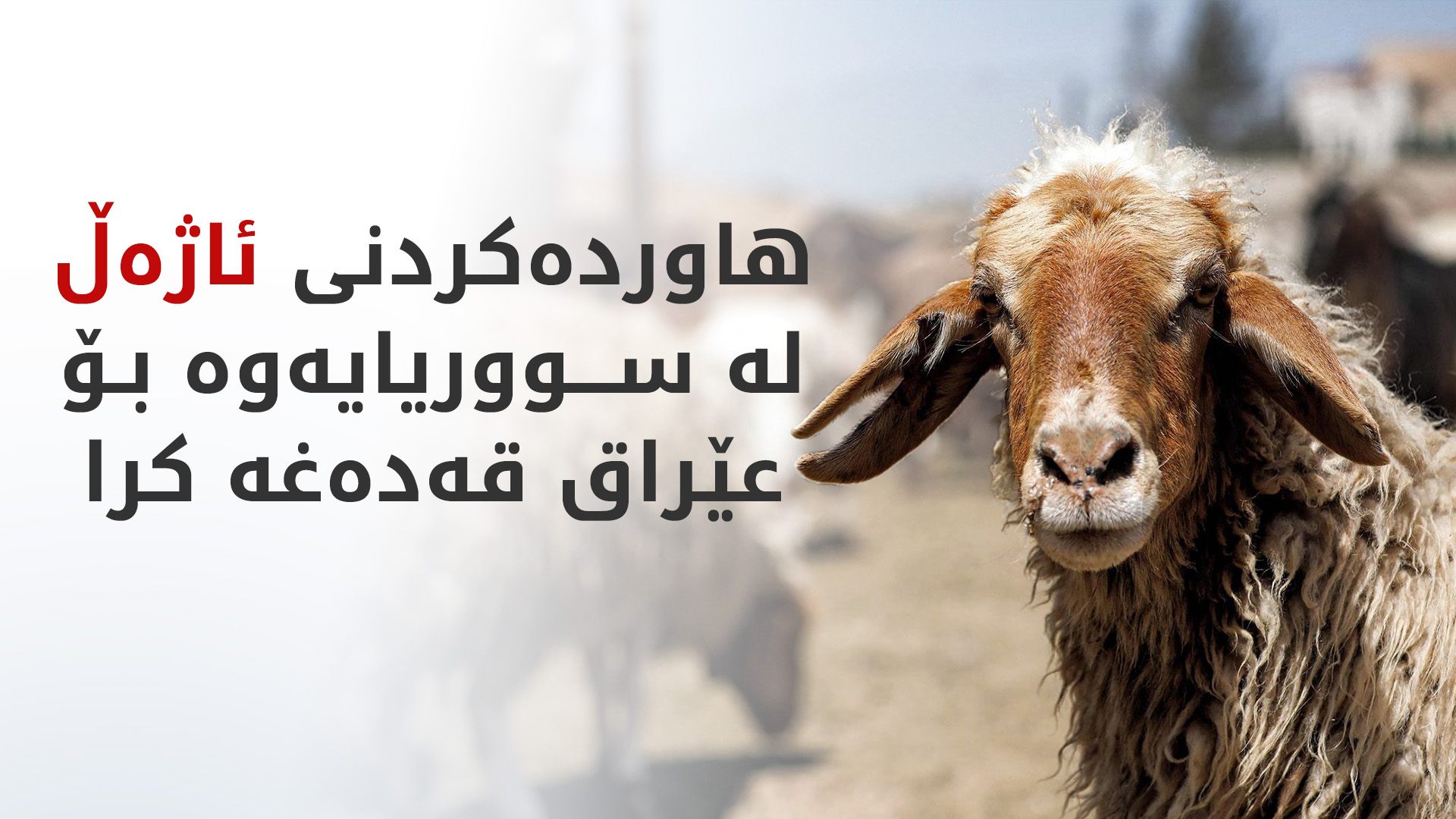 بەهۆی نەخۆشیی 'تەبەق'؛ عێراق هاوردەکردن و هاتوچۆی ئاژەڵی لە سووریاوە ڕاگرت