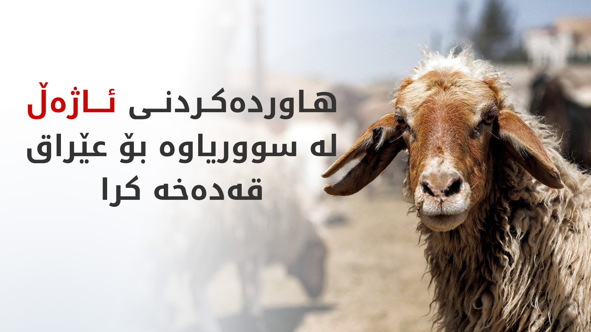 بەهۆی نەخۆشیی 'تەبەق'؛ عێراق هاوردەکردن و هاتوچۆی ئاژەڵی لە سووریاوە راگرت