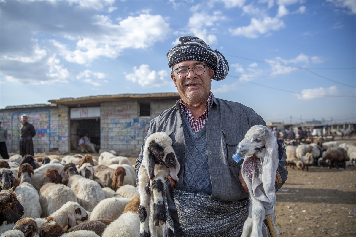 Livestock Markets Across Kurdistan Region and Iraq Come Alive Ahead of Eid al-Adha